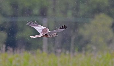 Marsh Harrier