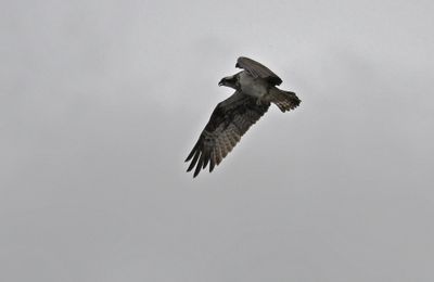 Osprey