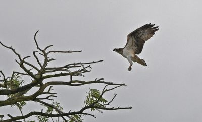 Osprey