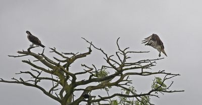 Osprey
