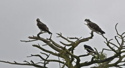 Osprey