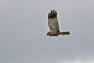 Marsh Harrier