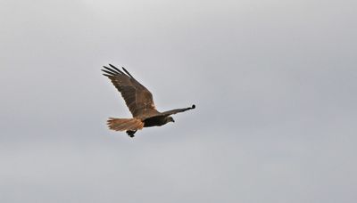 Marsh Harrier