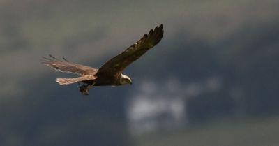 Marsh Harrier