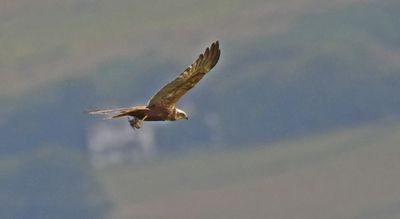 Marsh Harrier