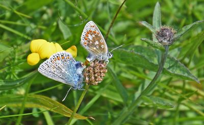 Common Blue