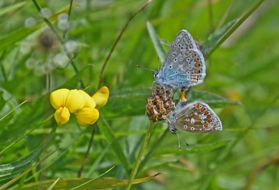 Common Blue