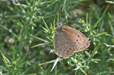 Ringlet
