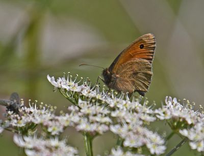 Meadow Brown