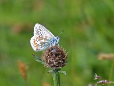 Common Blue