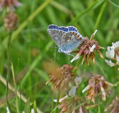 Common Blue