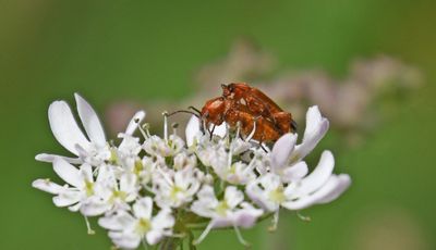 Red Soldier Beetle