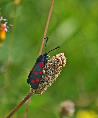Six-spot Burnet