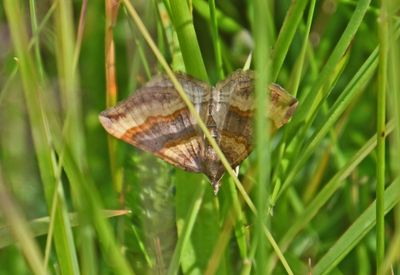 Shaded Broad-bar