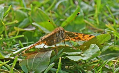 Dark Green Fritillary