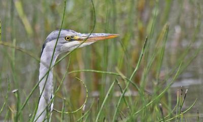 Grey Heron