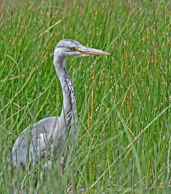 Grey Heron