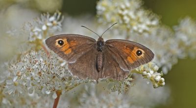 Meadow Brown