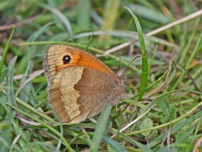 Meadow Brown