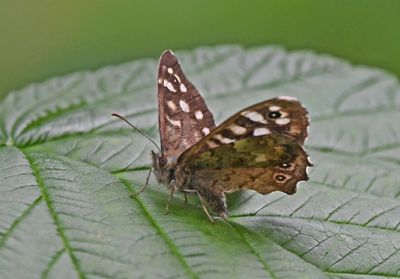 Speckled Wood