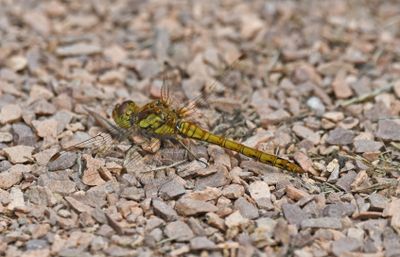 Common Darter
