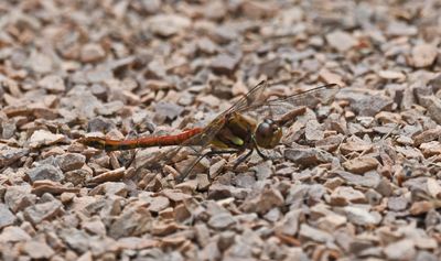 Common Darter