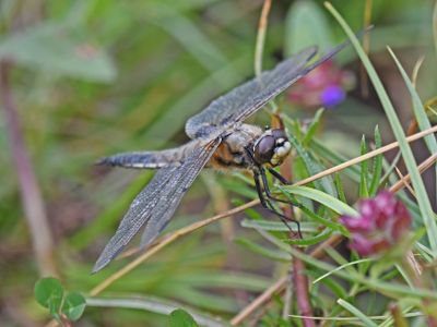 Four-spotted Chaser