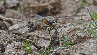 Four-spotted Chaser