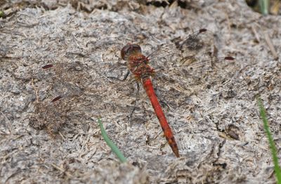 Common Darter