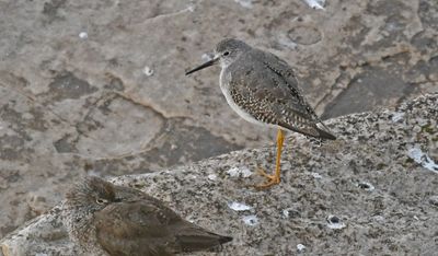 Lesser Yellowlegs