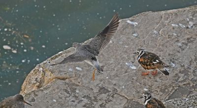 Lesser Yellowlegs