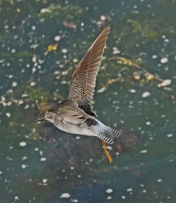 Lesser Yellowlegs