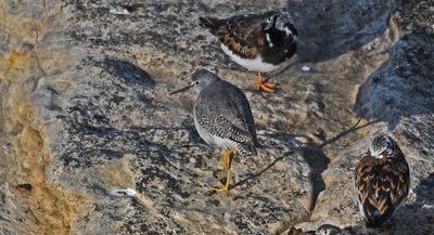Lesser Yellowlegs