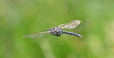 Common Hawker