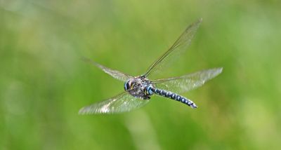 Common Hawker
