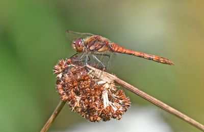 Common Darter