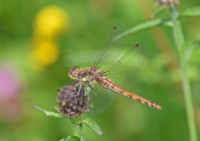Common Darter