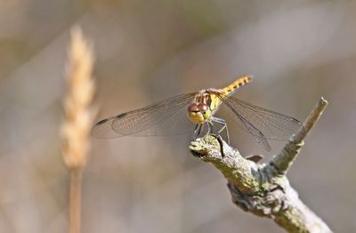 Common Darter