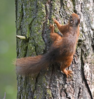 Red Squirrel