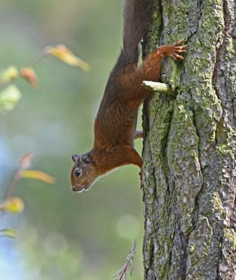 Red Squirrel