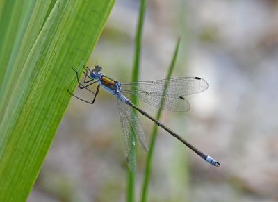 Emerald Damselfly