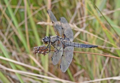 Four-spotted Chaser