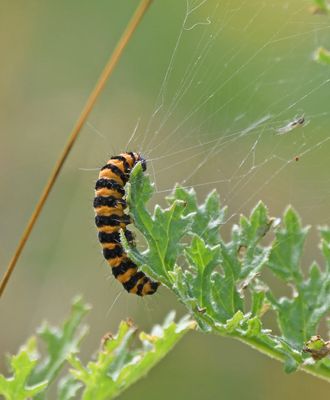 Cinnabar Moth