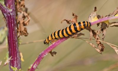 Cinnabar Moth