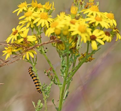 Cinnabar Moth