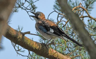 Jay