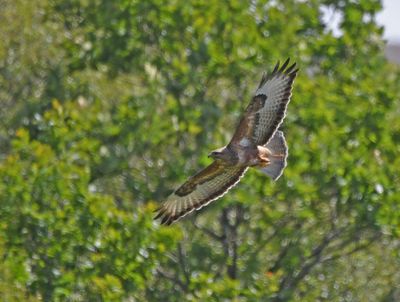 Buzzard