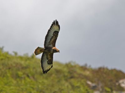 Buzzard