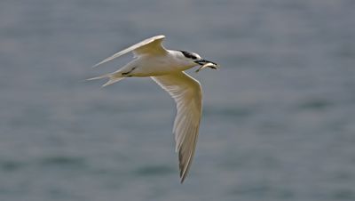 Sandwich Tern