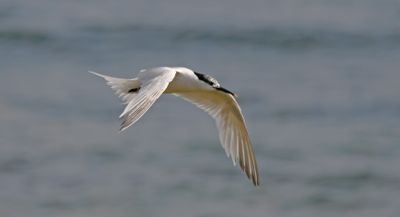Sandwich Tern